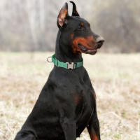 Correa Reflectante De Nylon Para Perros Ajustable Anti-Puñetazos Para Pequeños Medianos Y Grandes Para Caminar Y Entrenamiento - details 7