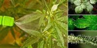 Fertilizante Concentrado 1 Litro para Crecimiento de Plantas | Agrobull Amino Zn-Mn - details 5