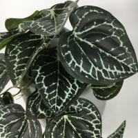 Planta Artificial De Valla Peacock Y Tortuga Hoja Begonia Verde Hierba En Maceta Para Decoración De Balcón Y Jardín Interior - details 20