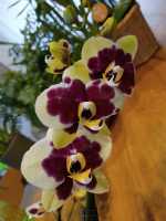 Phalaenopsis Premium en Maceta Cerámica - Orquídea de Alta Calidad - details 1