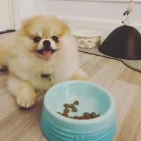 Tazón De Alimentos Para Mascotas Extra Ancho Anti Derrames Elevado Alivio Del Estrés De Pecho Para Gatos Y Perros Cerámica - details 5