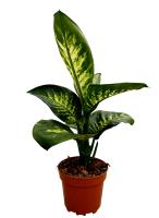 1 Planta natural Dieffenbachia. Segura Garden. Atractivo follaje y capacidad para purificar el aire. Sus hojas vibrantes añaden belleza y frescura al hogar. ¡Embellece y purifica con la dieffenbachia! 🌿 - details 0