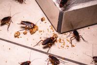 Gel Insecticida Anti Cucarachas Eficaz al Instante | Elimina toda la plaga en sólo 24 H | Contenido 7 GR |Protección duradera|  Fácil Aplicación con Sustancia Atrayente para Cucarachas eliminando al resto | Nexum+Market - details 1