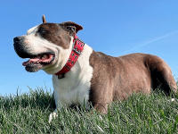 Collar Pesado Para Perros Con Manija Resistente Y Reflejante Para Entrenamiento Caminatas O Caza Adecuado Para Grandes Razas - details 10