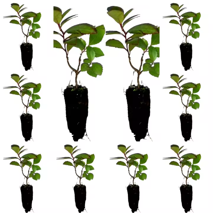 ¡¡¡ 10 Plantas !!! natural Arbutus Unedo, madroño. 15-20 cm. en cepellón. Plantar un madroñero embellece, da frutos comestibles, atrae fauna y mejora la biodiversidad local. - 1
