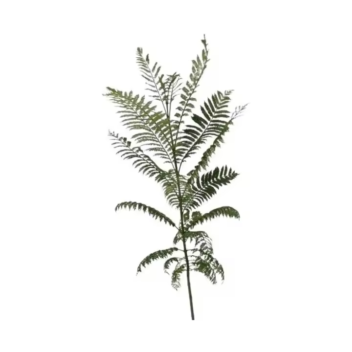 Planta natural arbol Jacaranda Mimosifolia. Elegir medida. conocida por su impresionante floración violeta o azul en primavera, lo que la convierte en un árbol ornamental muy valorado en jardines y espacios urbanos. - 1