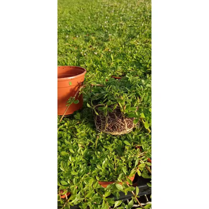 LIPPIA NODIFLORA X 30 UNIDADES Plantas y Jardinería- Tolerante a la sequía- Cesped Apto para mascotas,  Lippia Nodiflora Resistente altas temperaturas y bajas temperaturas -  Apto tapizar caminos y senderos del jardín- Reemplazo del cesped tradicional - 1