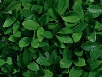 Paul Mitchell Tea Tree Hair Lotion 12 x 6ml Keravis - Previene la perdida y acelera el crecimiento del cabello - details 1