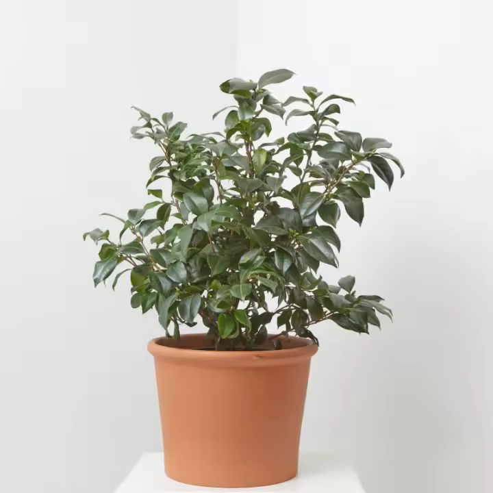 Verdecora Camelia Natural de Exterior - Mantenimiento Fácil y Floración Abundante - 1