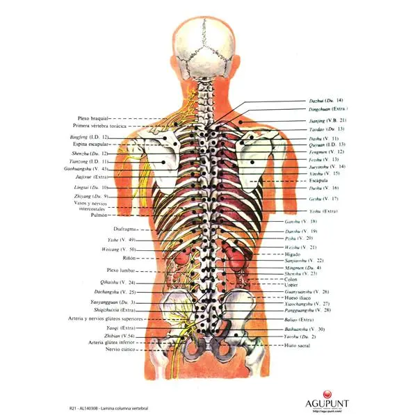 Lamina columna vertebral DINA3 - 1