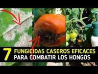 Fungicida Bicarbonato Sódico 1 Kilo | Control de Oídios y Moteados | Agrobull - details 2