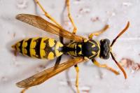 Trampa Avispas, Avispones y Avispa Asiática (Avispa Velutina) con Atrayente Muy Efectivo – Pack con 2 Sobres (Todo Incluido) | No Atrae Abejas | Uso Exterior | 1 Mes sin Avispas | Acción inmediata y continua | Nexum+Market - details 1