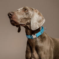 Correa Reflectante De Nylon Para Perros Ajustable Anti-Puñetazos Para Pequeños Medianos Y Grandes Para Caminar Y Entrenamiento - details 6