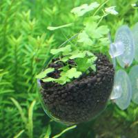 Maceta Para Plantas Acuáticas De Vidrio Con Ventosa Para Tanque De Acuario Decoración De Aquascape Soporte Para Cangrejos Rojos - details 7