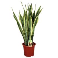 Planta natural Sansevieria Laurentii altura 90 - 100 cm, Lengua de suegra, lengua de tigre o espada de San Jorge. Segura Garden - details 0