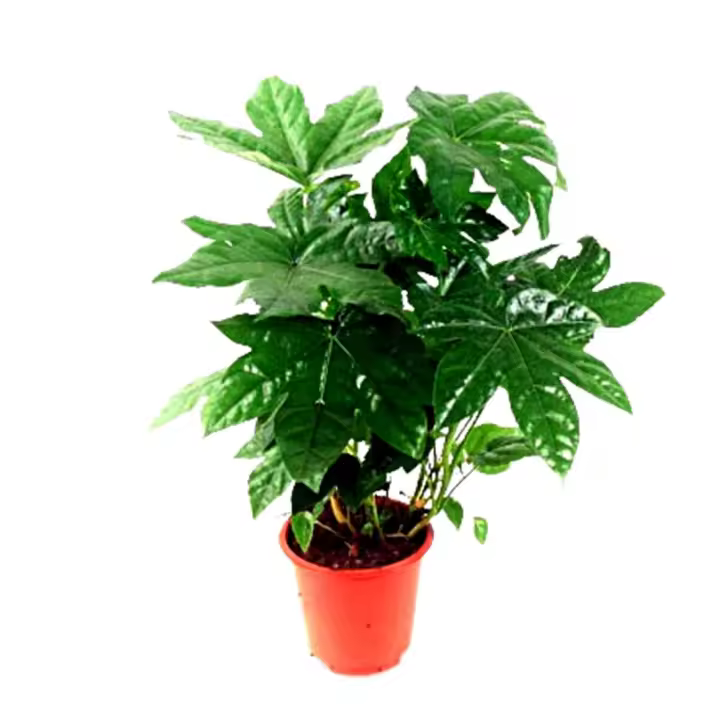 Planta natural Aralia. Fatsia Japoniz. Altura 40 - 50 cm. Segura Garden. Fácil cuidado y capacidad para purificar el aire. ¡Mejora la estética y la calidad del aire en tu hogar con una planta de Aralia! 🌿 - 1