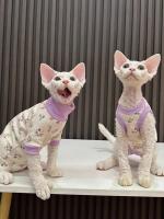 Nueva Ropa De Gato Con Patas Cuatro Flores Sin Pelaje Protección Del Estómago Estilo Moda Adecuada Para Gatos Sphynx Devon - details 0