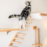 Escalera De Madera Y Algodón Para Gatos Montada En La Pared Con Pasos Para Jugar Y Dormir Mobiliario Para Mascotas Internas Con Rascador - details 1