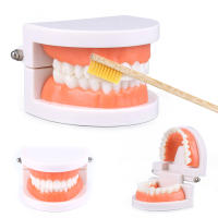 Juguetes Educativos Montessori Para Niños Aprendizaje Temprano Inteligencia Bricolaje Ayudas De Enseñanza De Cepillado De Dientes Vida Simulada - details 1