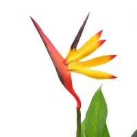 vidaXL Planta strelitzia reginae ave del paraíso artificial 66 cm - details 1