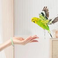 Correa De Entrenamiento Para Pájaros Parrot Con Cadena Antipatada Tamaño 6 Pies Material Resistente Para Exteriores Suministros Para Pájaros - details 0