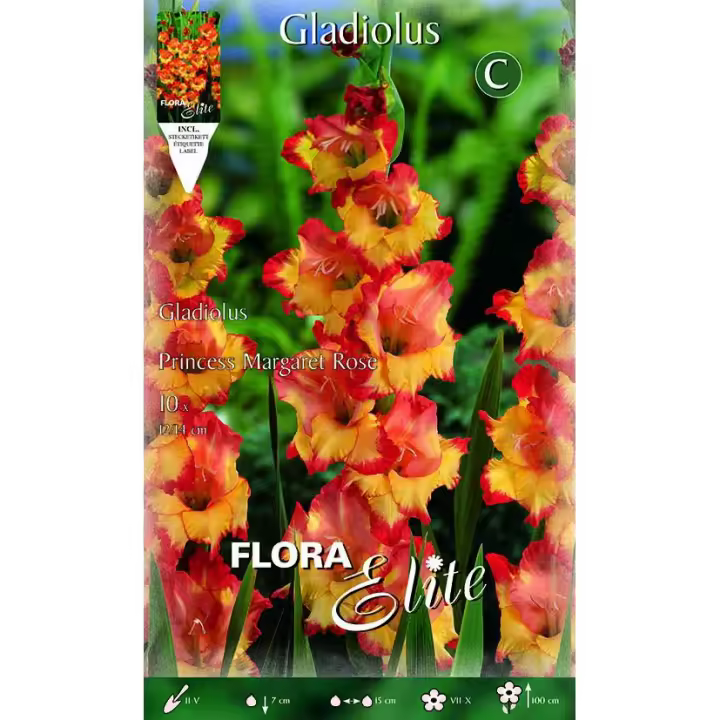 Bulbo Gladiolo naranja centro amarillo 10 uds - 1