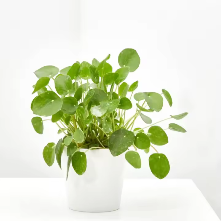 Verdecora PILEA PEPEROMIOIDES MACETA 12CM - 1