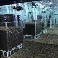 Sistema De Filtro Para Acuario De Acrílico Transparente UGF Bajo Grava Caja De Crustáceos Y Reproducción De Plantas - details 2