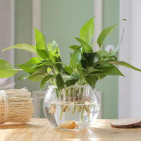 Maceta Autoabastecida Transparente De Plástico Para Plantas Y Acuarios Decoración Moderna Para Sala De Estar Y Oficina - details 4