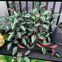 45cm Planta Artificial De Vínculo Hojas De Iva Falsas Scindapsus Aureus Rattan Para Decoración De Hogar Boda Jardín - details 20