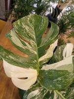 Monstera Albo Variegada, Blanca y verde- Exotica y Tropical - Planta de Interior y Exterior - Decorativa Moderna - Planta de Moda- Coleccionista de Plantas - Vivero - envios premium - details 2