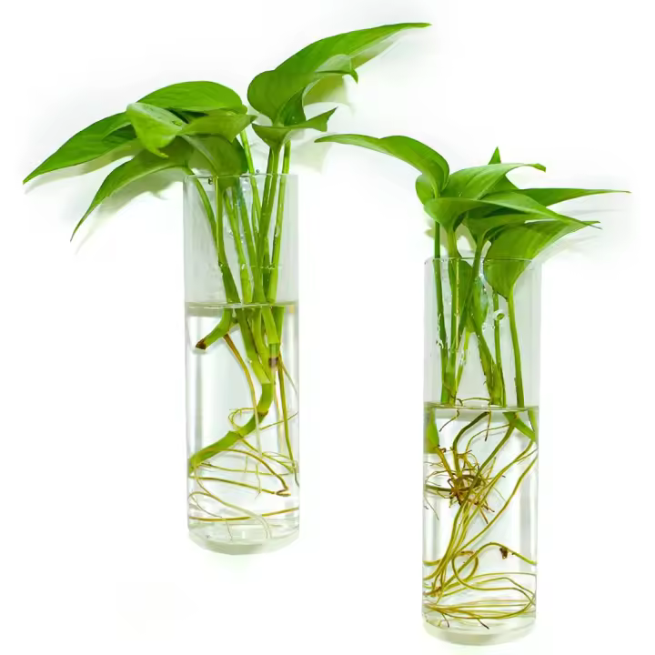 2pcs Jarrones De Vidrio Para Plantas Perfectos Para Decoración De Hogar Jardines Oficinas Accesorios Tubos Contenedores Montados En La Pared - 1