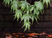 Planta natural arbol Acer Palmatum palmeado verde, Altura 50 - 70 cm. Aporta elegancia al jardín con su follaje fino que cambia de color en otoño. Es ideal para pequeños espacios, fácil de cuidar y tolera sombra parcial, dando un toque oriental y ornament - details 0