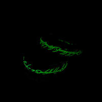 Anillo De Acero Inoxidable Luminoso Con Diseño De Diablos Para Cosplay Anillo Mágico Nostálgico Anillo Del Rey Sombrerete Unisex - details 1