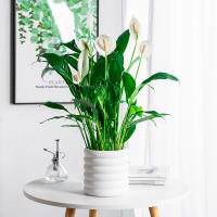 Macetas Multifuncionales Para Plantas Interiores En Oficina Ideal Para Flores Vegetales Y Ornamentos - details 4