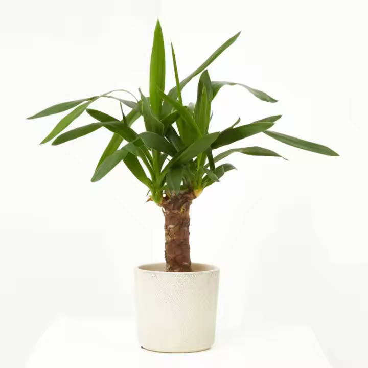 Verdecora - Yucca de Interior Natural - Cubre Macetas No Incluido - Variedad de Tamaños Disponibles - 1