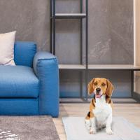 LifeLong - 100 U Empapadores Perros Alfombrilla higiénica de Entrenamiento para Perros. Ultra absorbente 60cm*60cm, - details 2