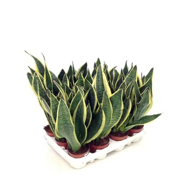 Planta natural Sansevieria Laurentii, Lengua de suegra, lengua de tigre o espada de San Jorge. Segura Garden. Mejora la calidad del aire al absorber toxinas, requiere poco mantenimiento y agrega un toque decorativo, promoviendo bienestar - 1