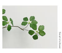 Rama De Planta Artificial De Loto Guanyin 90Cm Hojas De Loto Para Decoración Zen Interior Arreglo Floral Silken Sin Químicos - details 6