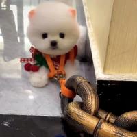 Correa De Perro De Cadena Gruesa Y Dorada Divertida Para Exteriores Correa Básica De Plástico Para Todos Los Estadios Del Perro - details 8