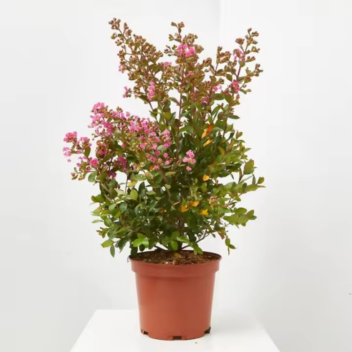 Verdecora Árbol de Júpiter - Planta Natural de Exterior con Floración Espectacular y Colores Vivos - 1