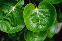 Planta natural de Polyscias Mix. Altura 60 -70 cm.  Segura Garden. La planta Polyscias es ideal para el hogar, ya que mejora la calidad del aire, aporta frescura y crea un ambiente acogedor con su elegante follaje. - details 0