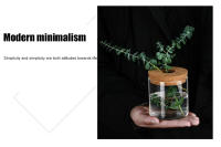 Maceta Creativa Para Plantas Hidroponicas Miniatura En Vidrio Transparente Decorativa Para Casa Y Salon Uso En Mesas - details 2