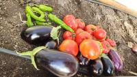 Abono para Huerto Ecológico Específico para Tomates, PImientos, Berenjenas, Calabacines, Pepinos | Abono Granulado 800 GR | Certificación Ecológica MUY EFICAZ | Hasta 16 m2 | Liberación lenta sin riesgo de quemaduras | Nexum+Market - details 1