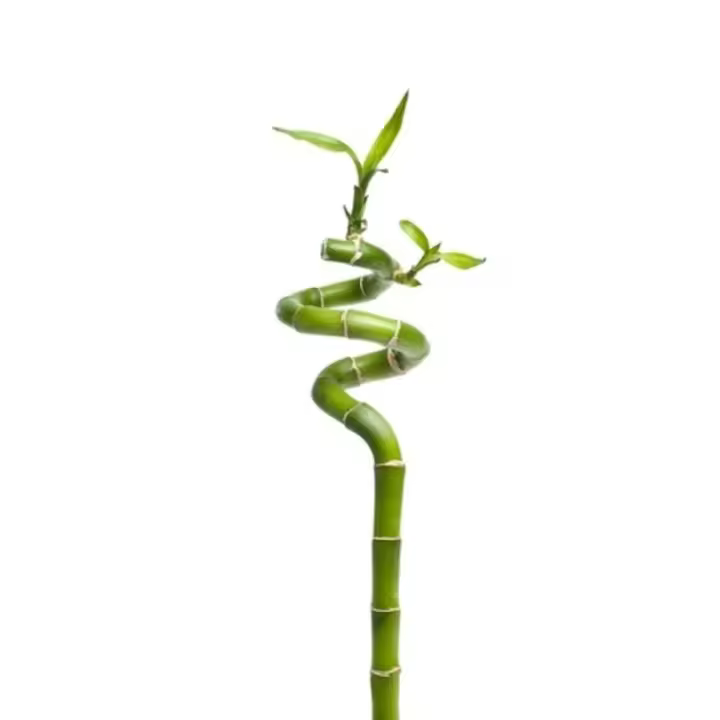 Planta de Interior Lucky Bambú Espiral Natural - Cubre Macetas No Incluido - 1