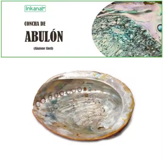 Concha de Abulón grande 12-15cm - Inkanat, elemento místico ideal para quemador de incienso. - 1