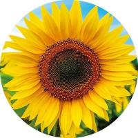 Educa - Round Girasol. Puzzle Redondo de 800 Piezas Educa 19034 - details 4