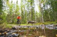 Non-stop Dogwear Bike Antenna   Antena Desmontable para Bikejoring - details 0