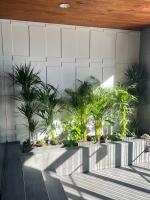 Dracaena Marginata | Plantas a Domicilio | Plants Indoor | Drácena de Interior | Deco interiorismo - details 1