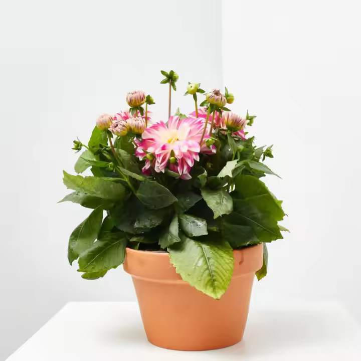 Verdecora DAHLIA - 1